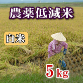 岩船産コシヒカリ 農薬低減米 白米（精米）5kg