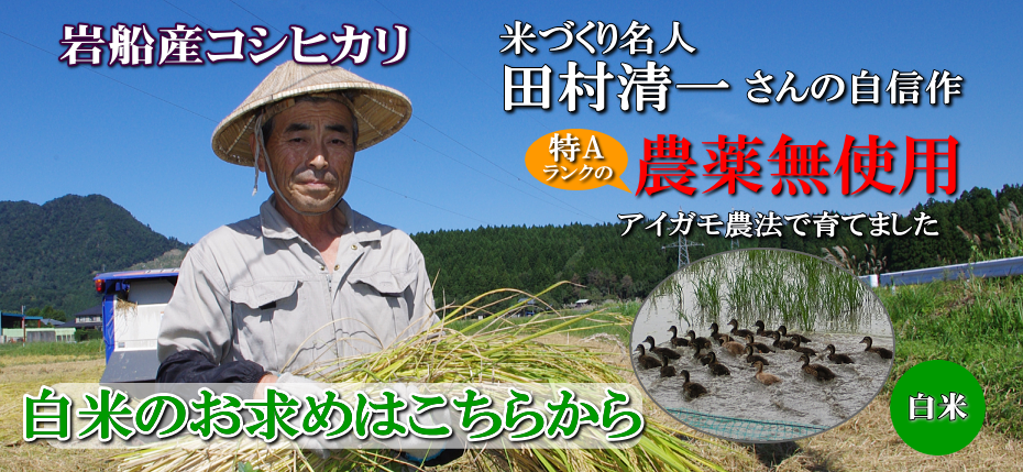 岩船産コシヒカリ 無農薬米 白米