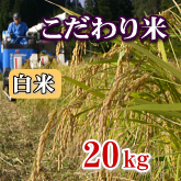 岩船産コシヒカリ こだわり米 白米（精米）20kg