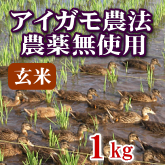 岩船産コシヒカリ 無農薬米 玄米 1kg
