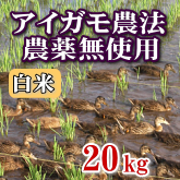 岩船産コシヒカリ 無農薬米 白米（精米）20kg