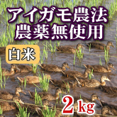 岩船産コシヒカリ 無農薬米 白米（精米）2kg