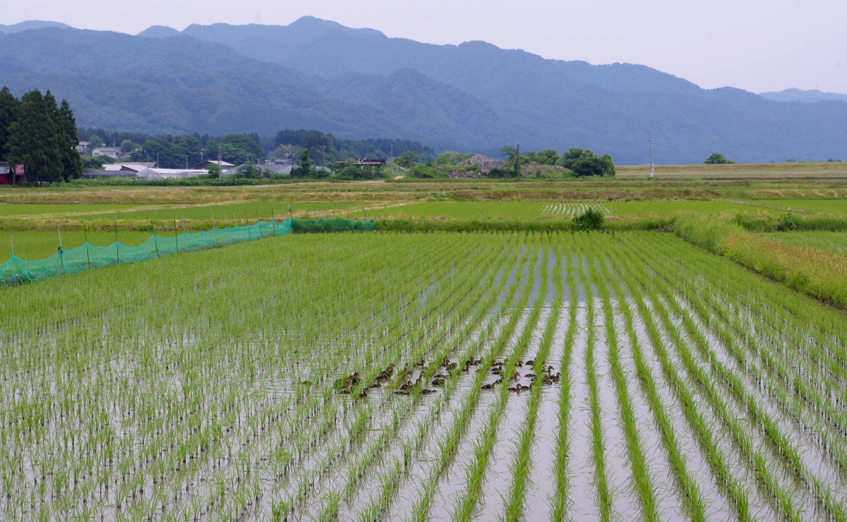 アイガモ農法で無農薬に取り組んでいます