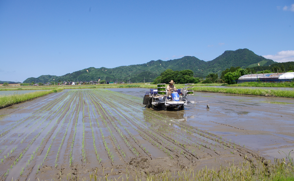 一定量しか植えません