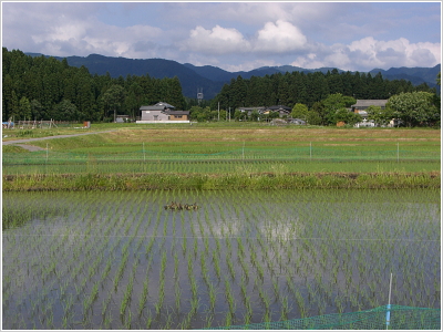 一定量しか植えません