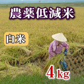 岩船産コシヒカリ 農薬低減米 白米（精米）4kg