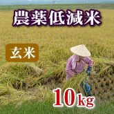 岩船産コシヒカリ 農薬低減米 玄米 10kg