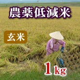 岩船産コシヒカリ 農薬低減米 玄米 1kg