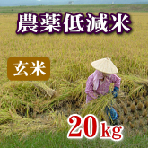 岩船産コシヒカリ 農薬低減米 玄米 20kg