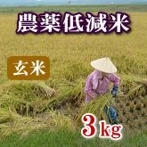 岩船産コシヒカリ 農薬低減米 玄米 3kg