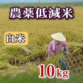 岩船産コシヒカリ 農薬低減米 白米（精米）10kg