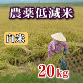 岩船産コシヒカリ 農薬低減米 白米（精米）20kg