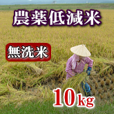 岩船産コシヒカリ 農薬低減米 無洗米 10kg