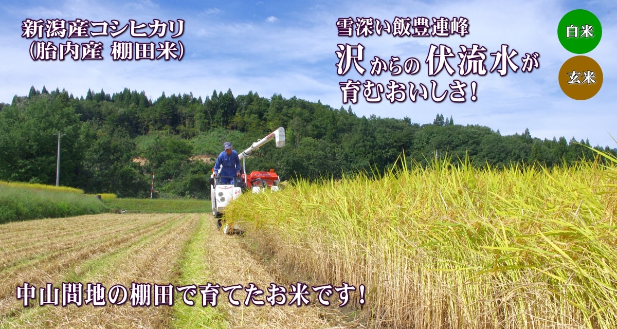新潟産コシヒカリ 胎内産 棚田米