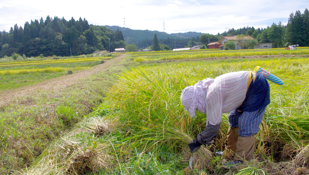 米作りの最適な地理的条件が揃った場所で栽培した棚田米をお届けしています。
